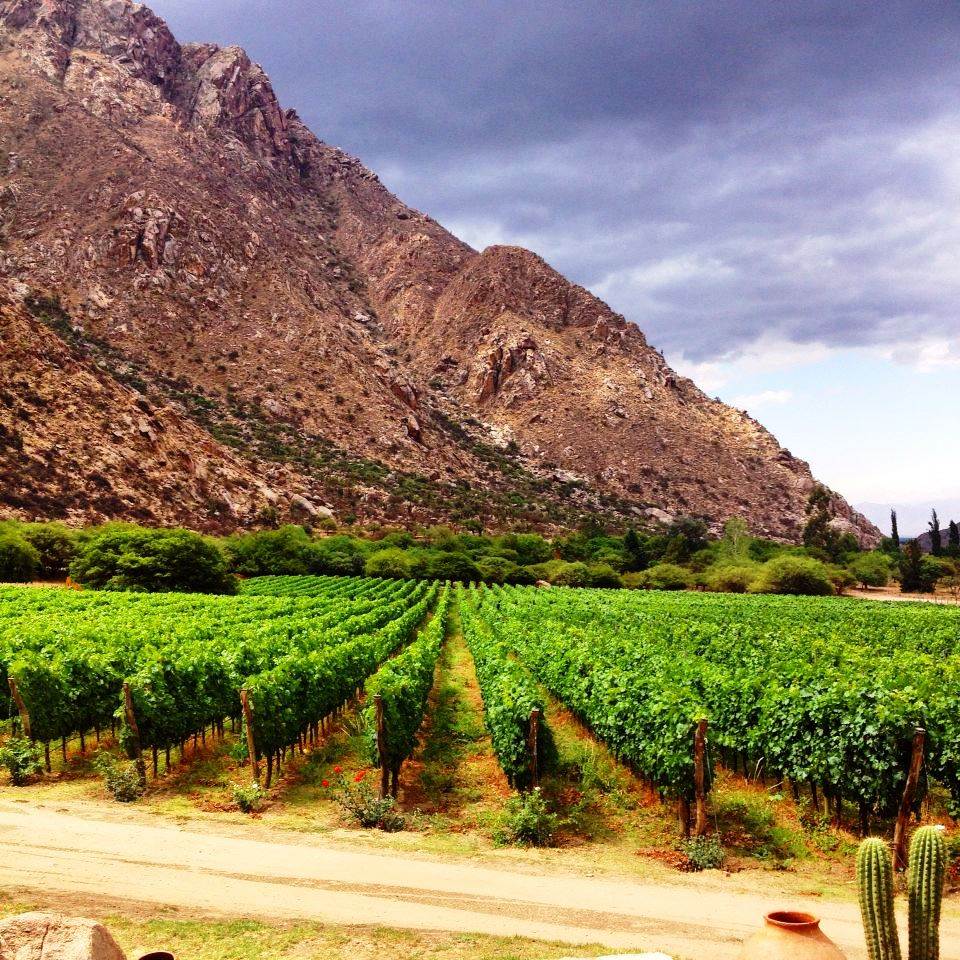 Degustación de Vinos