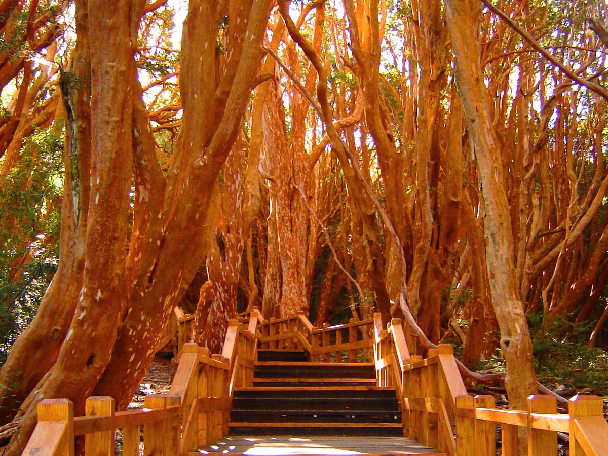 Isla Victoria y Bosque de Arrayanes