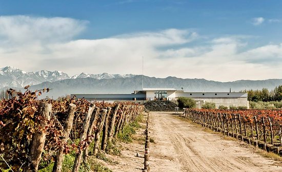 Wines and flavors of Maipú